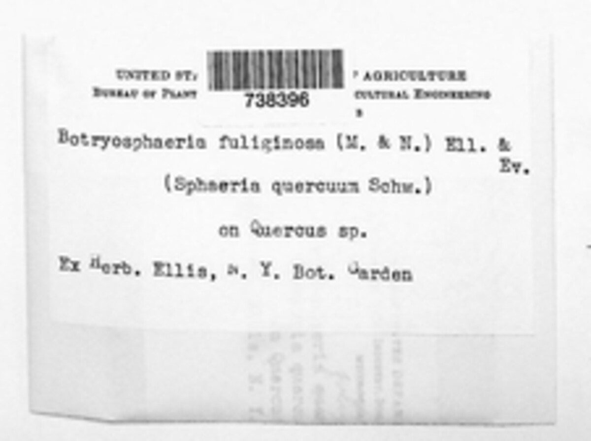 Botryosphaeria fuliginosa image